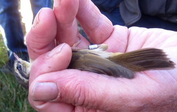 Radde's Warbler