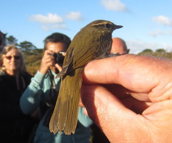 Radde's Warbler