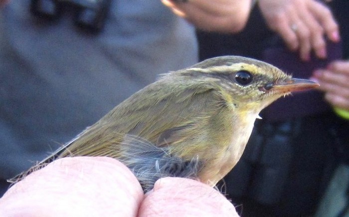 Radde's Warbler