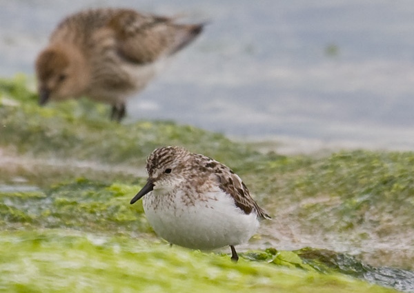 Semipalmated Sandpiper