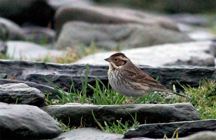 Little Bunting