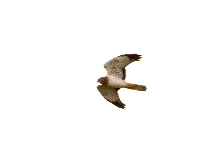 Northern Harrier
