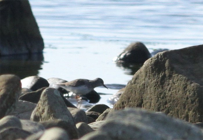 Temminck's Stint