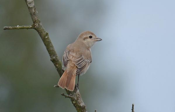 Isabelline Shrike
