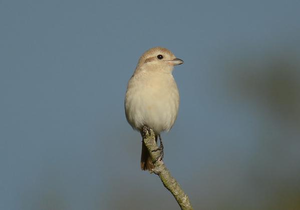 Isabelline Shrike