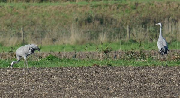 Common Crane