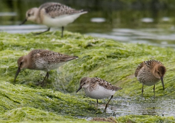Semipalmated Sandpiper