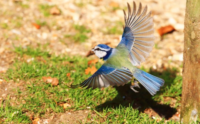 Blue Tit