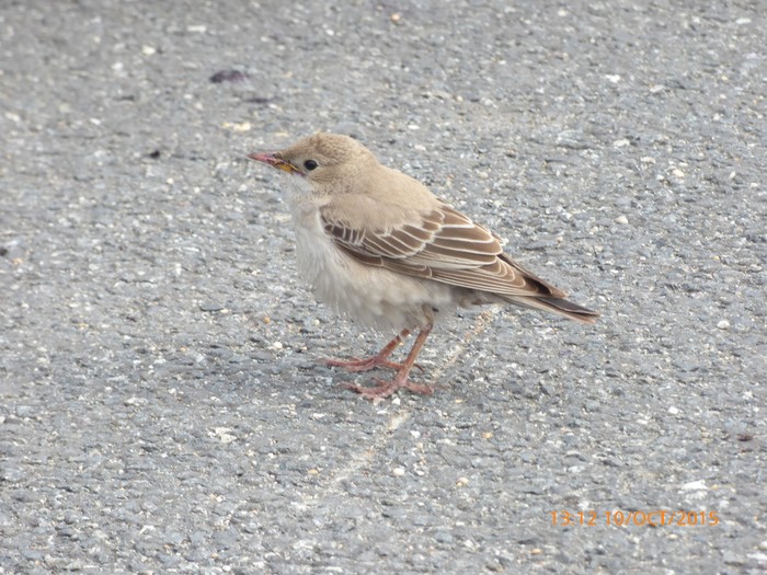 Rose-coloured Starling