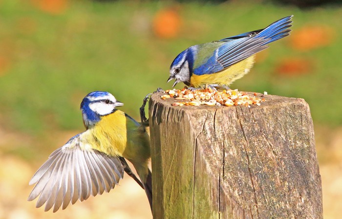 Blue Tit