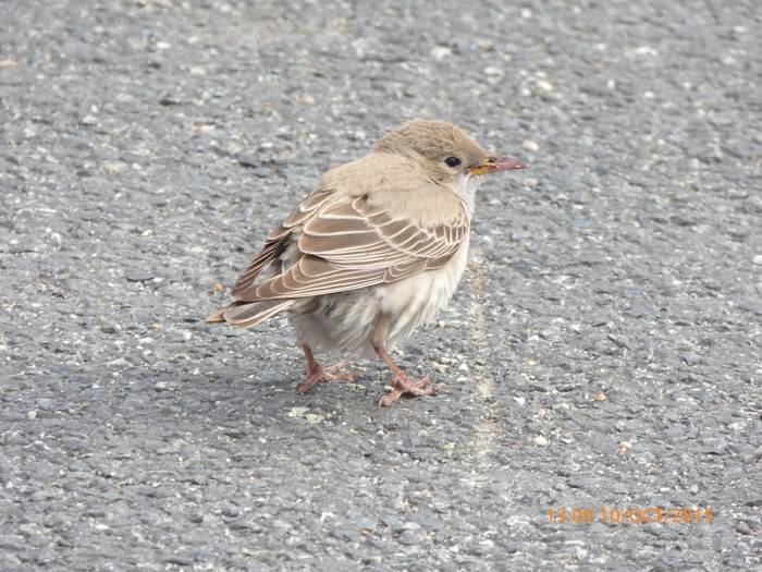 Rose-coloured Starling