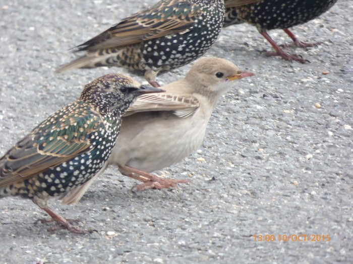 Rose-coloured Starling