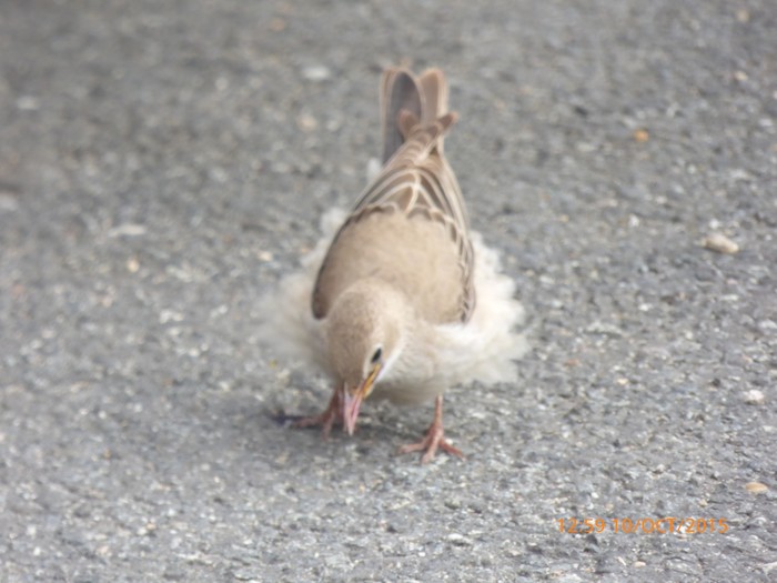 Rose-coloured Starling