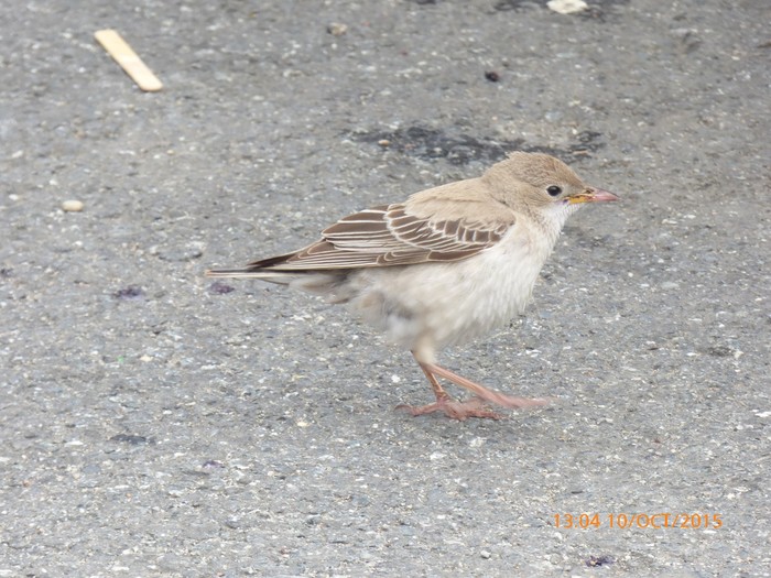 Rose-coloured Starling