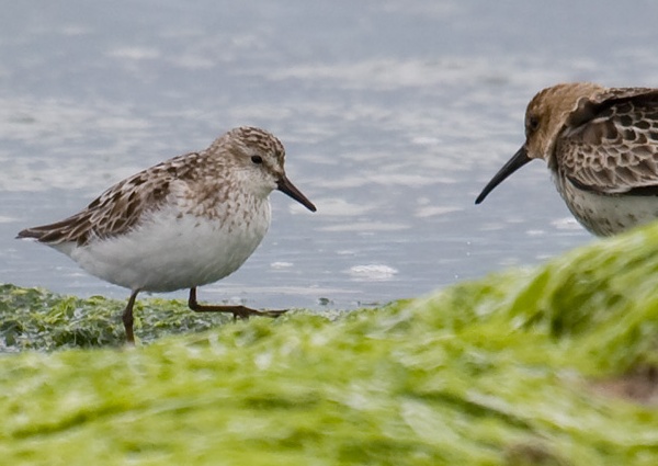 Semipalmated Sandpiper