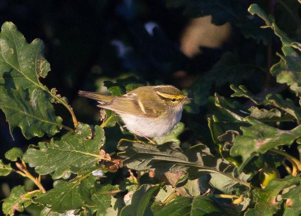 Pallas's Warbler