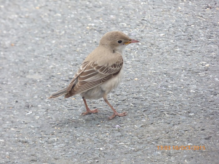 Rose-coloured Starling
