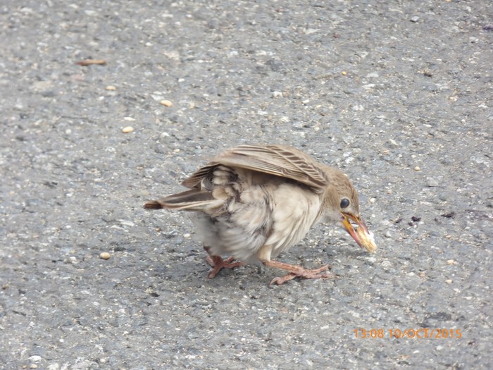 Rose-coloured Starling