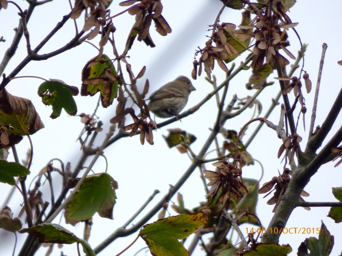 Common Rosefinch