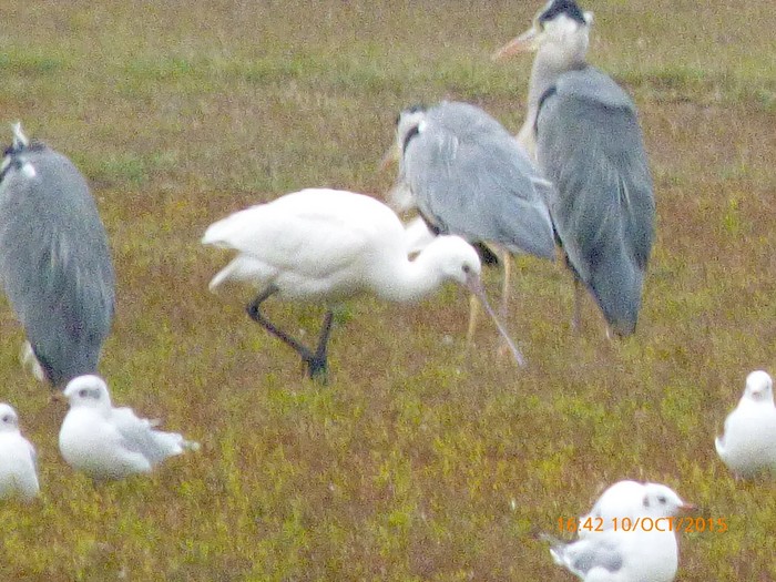 Spoonbill