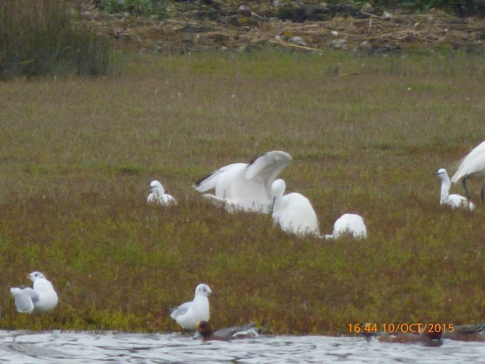 Spoonbill