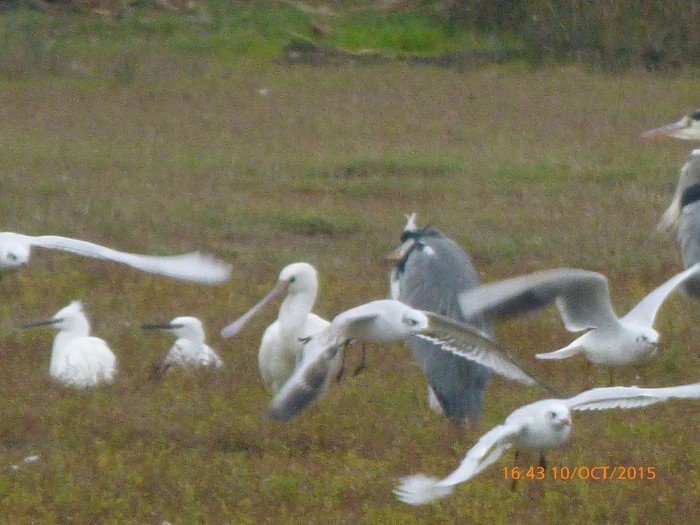 Spoonbill
