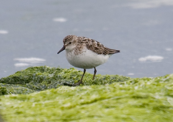 Semipalmated Sandpiper