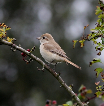 Isabelline Shrike