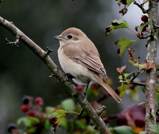 Isabelline Shrike