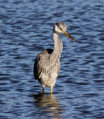 Grey Heron