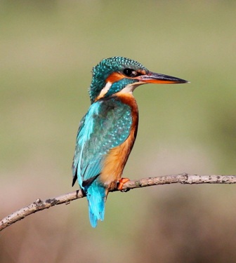 Kingfisher