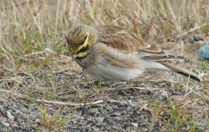 Shorelark