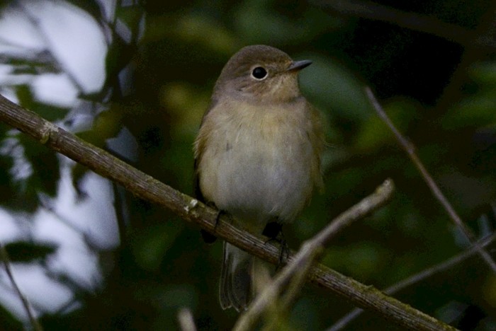 Red-breasted Flycatcher