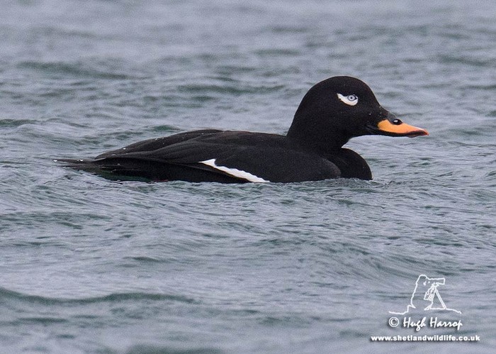 Velvet Scoter