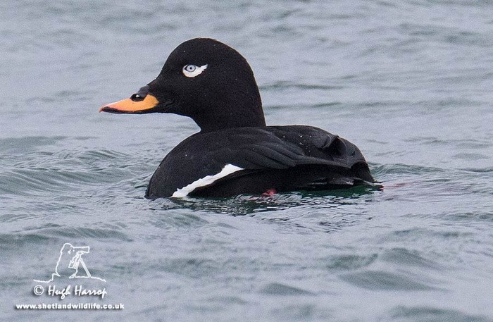 Velvet Scoter