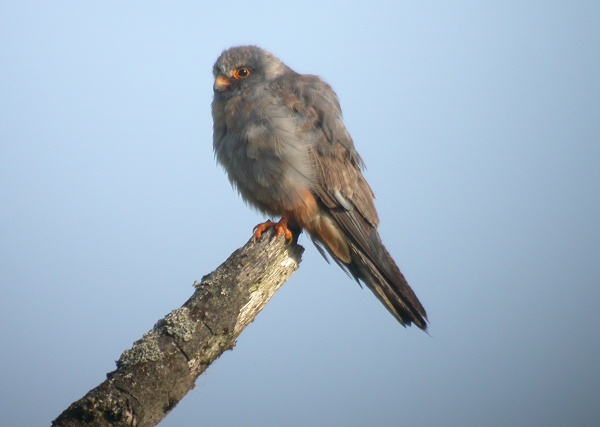 Red-footed Falcon