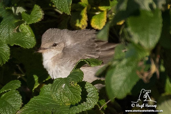 Barred Warbler