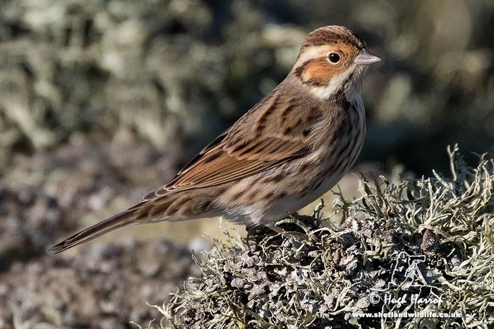 Little Bunting
