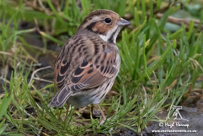 Little Bunting