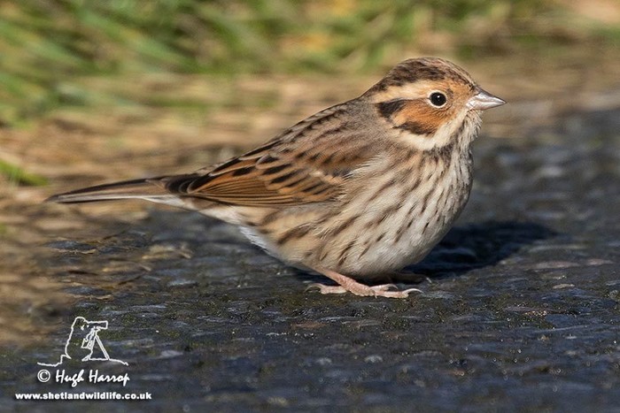 Little Bunting