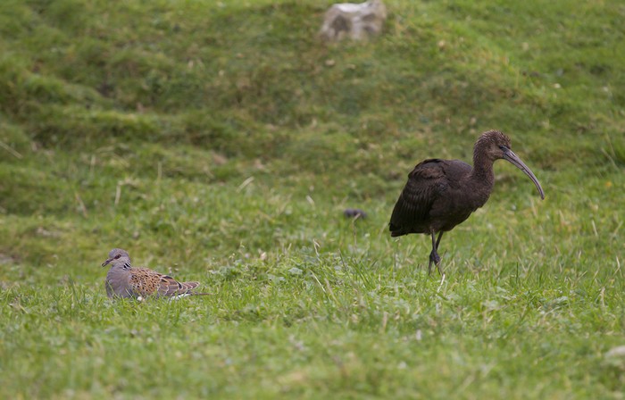 Glossy Ibis