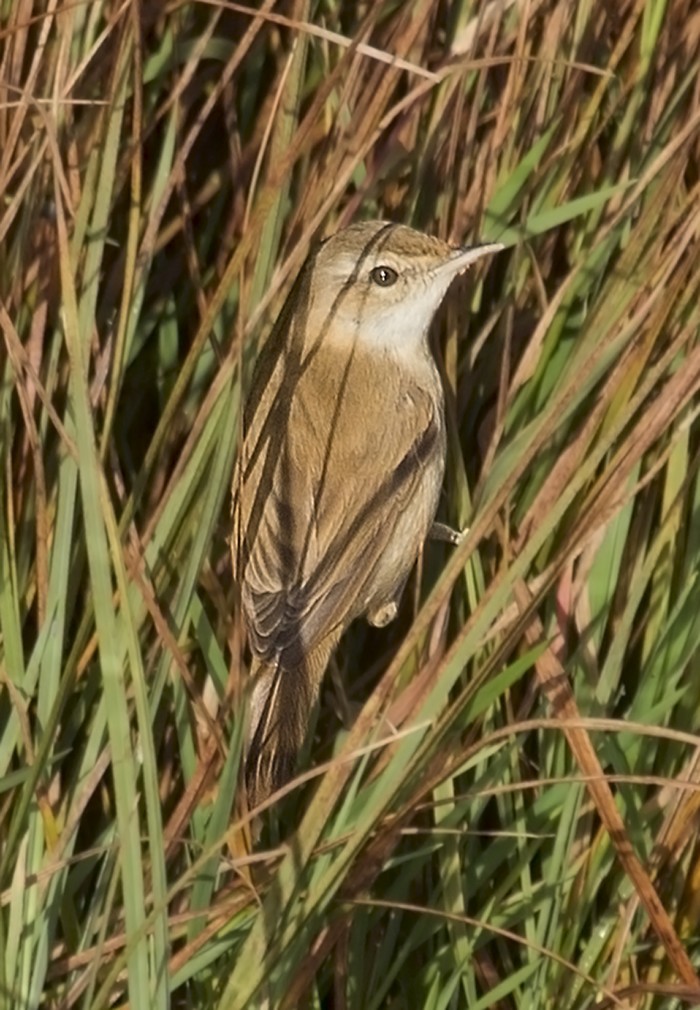 Paddyfield Warbler