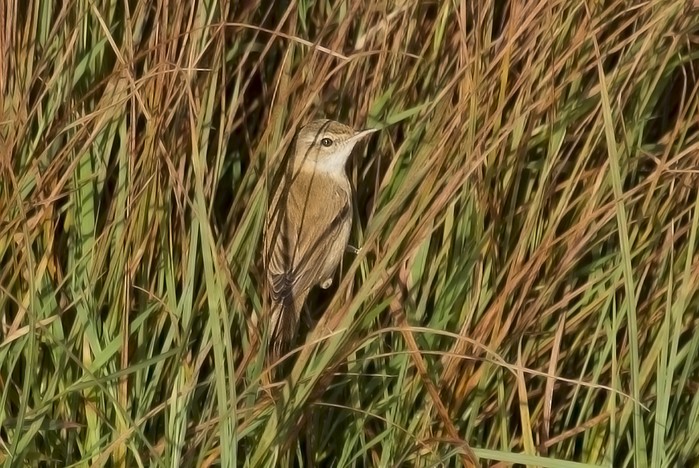 Paddyfield Warbler
