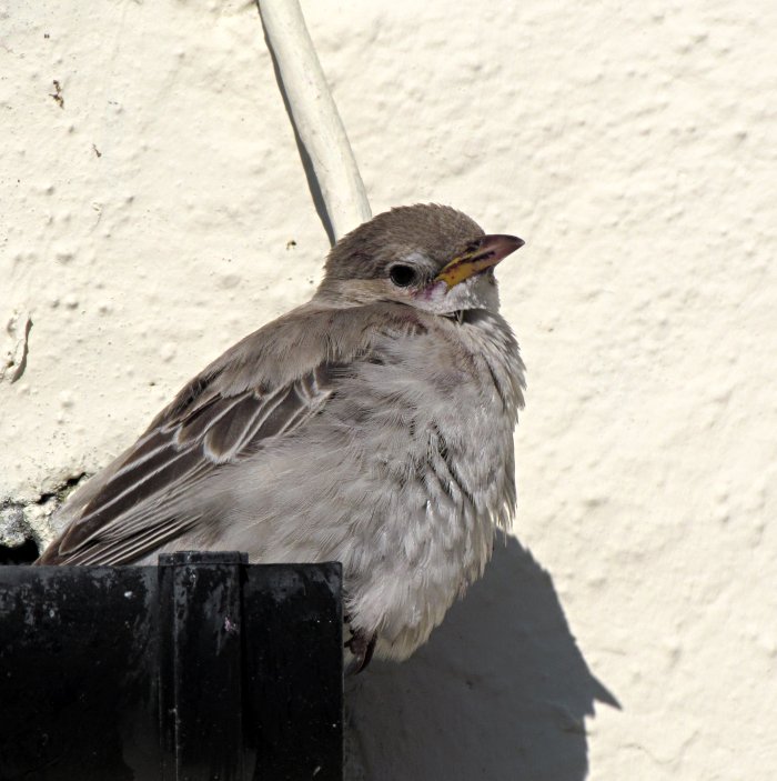 Rose-coloured Starling