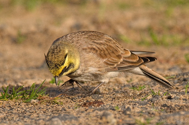 Shorelark