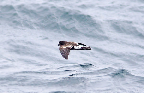 Wilson's Petrel