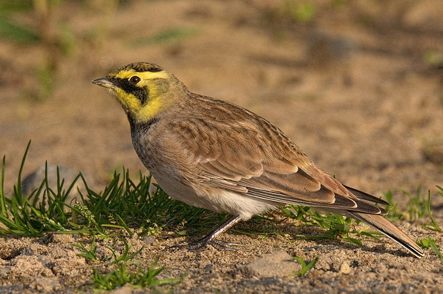 Shorelark