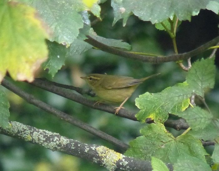 Radde's Warbler