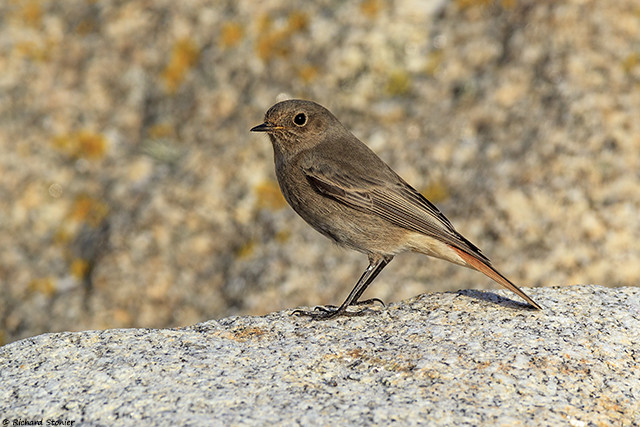 Black Redstart