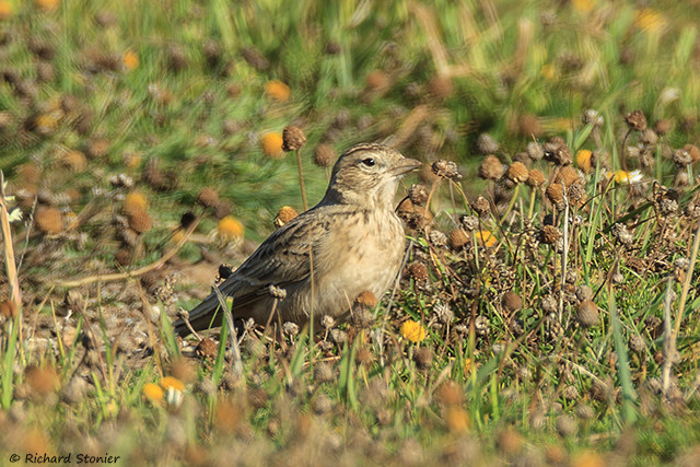 Short-toed Lark